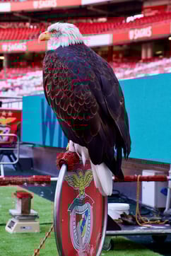 Benfica niccolo-chiamori-XTWUMHiU2GE-unsplash-1